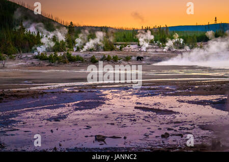 Bär zu Fuß über Norris Geyser Basin nach Sonnenuntergang - Yellowstone-Nationalpark Stockfoto