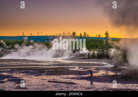 Bär zu Fuß über Norris Geyser Basin nach Sonnenuntergang - Yellowstone-Nationalpark Stockfoto