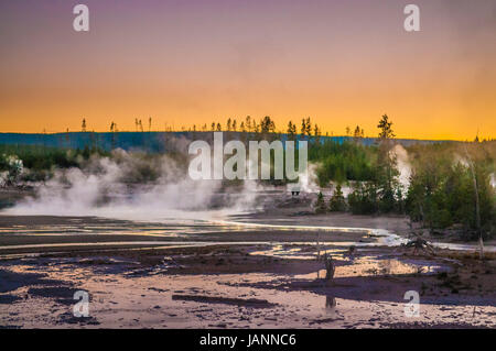 Bär zu Fuß über Norris Geyser Basin nach Sonnenuntergang - Yellowstone-Nationalpark Stockfoto