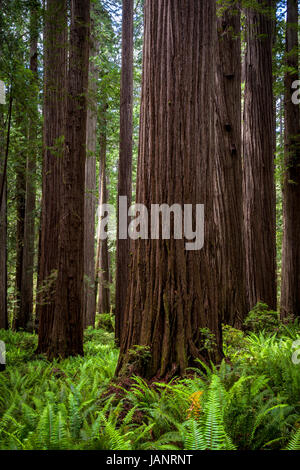 Farne und Redwoods entlang der Boy Scout Trail im Jedediah Smith State Park in Nordkalifornien. Stockfoto