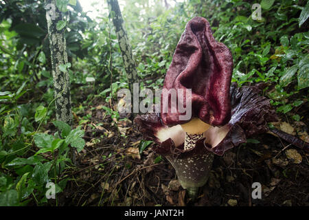 Elefant Fuß Yam (Amorphophallus Paeoniifolius) schöne große seltsame Leiche Blume im tropischen Regenwald. Exotische, ungewöhnliche tropische Blütenpflanze Stockfoto