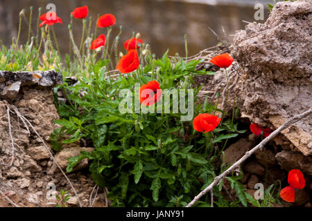 Blühender Roter Mohn Blumen Im Feld Sommer Im Freien Landschaft hintergrund Stockfoto