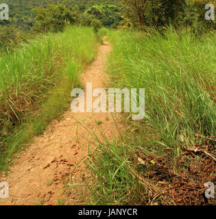 Auf der Suche nach unten einen Schotterweg durch lange Dschungel Rasen in einem Wald in Uganda. Stockfoto