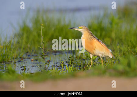 Adult Squacco Heron (Ardeola Ralloides) Jagd am Ufer eines Sees in Nordgriechenland Stockfoto