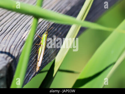 Detail einer Heuschrecke auf einem Holzbrett Stockfoto