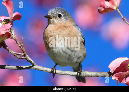 Weibliche östliche Bluebird (Sialia Sialis) in einem Hartriegel Baum mit Blüten Stockfoto