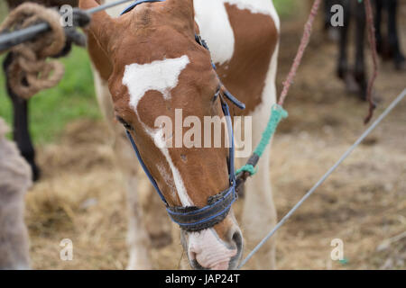 Pferd mit Heterochromia Iridum Stockfoto