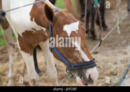 Pferd mit Heterochromia Iridum Stockfoto