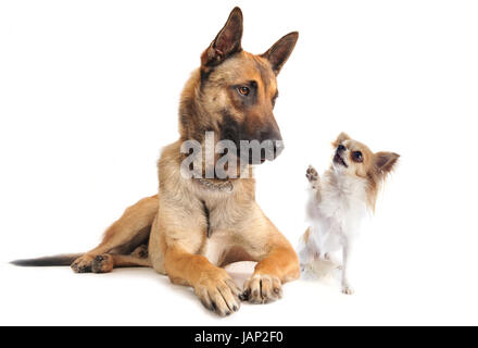 reinrassigen belgischen Schäferhund Malinois und Chihuahua auf weißem Hintergrund Stockfoto