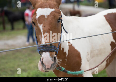 Pferd mit Heterochromia Iridum Stockfoto