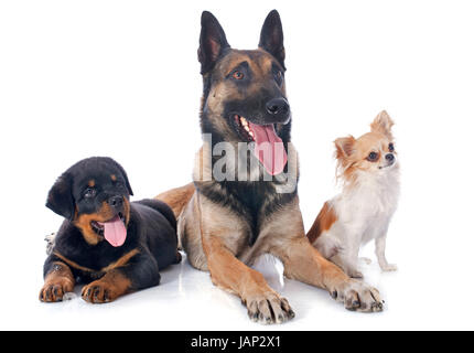 Malinois, Rottweiler und Chihuahua auf weißem Hintergrund Stockfoto