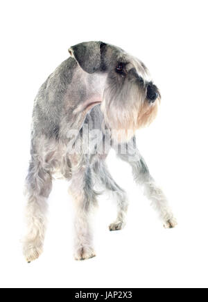 Standard Schnauzer vor weißem Hintergrund Stockfoto