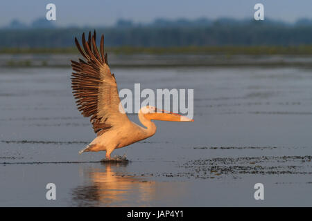 weißer Pelikan im Flug bei Sonnenaufgang. Donau Delta, Rumänien Stockfoto