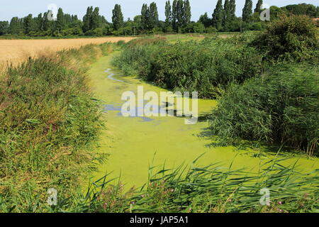 Eutrophierung der Drainage Graben im Moorland Hollesley, Suffolk, England, UK Stockfoto