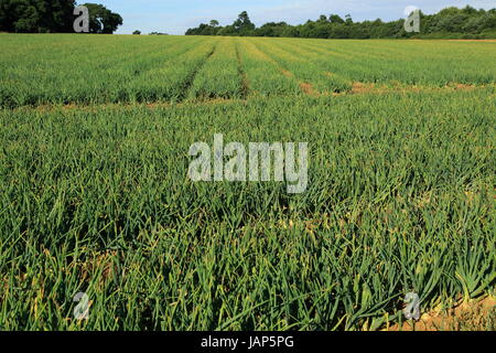 Zwiebeln schneiden wachsen in Feld, Boyton, Suffolk, England Stockfoto