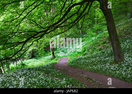 Bärlauch in Strid Holz, Bolton Abbey Estate, Wharfedale, Yorkshire Dales Stockfoto