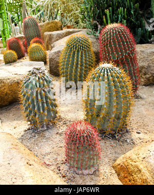 Kaktus in Nong Nooch Tropical Botanical Garden, Pattaya, Thailand. Stockfoto