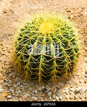 Kaktus in Nong Nooch Tropical Botanical Garden, Pattaya, Thailand. Stockfoto