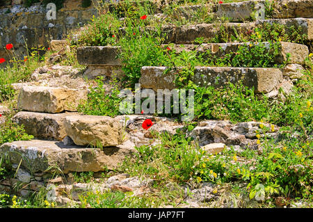 Klatschmohn Vor Mauer - Klatschmohn vor der Wand 07 Stockfoto