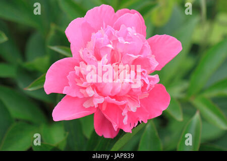 Blühende Pfingstrose (Paeonia) in Einem Garten Stockfoto