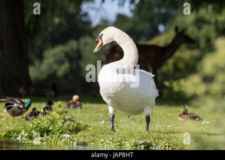 Bushy Park, West London. 7. Juni 2017. Ein Höckerschwan, Gänse und ein Reh Anjoying der Sonne nach dem gestrigen Unwetter. Bildnachweis: Peter Brydon/Alamy Live-Nachrichten Stockfoto