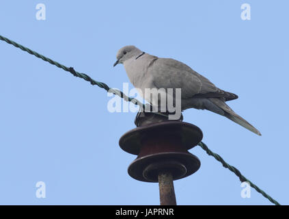 Ein Collared Dove oder Eurasian collared dove (Streptopelia Decaocto) sitzt auf einem elektrischen Isolator auf der Oberseite ein Strom-Pol. Stockfoto