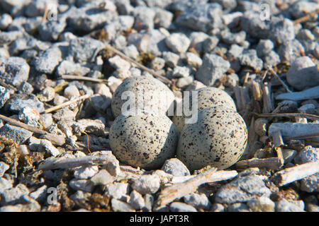 Kupplung der Flussregenpfeifer (Charadrius Dubius), getarnt Eiern in Kupplung auf Kiesbank, Emsland, Niedersachsen, Deutschland Stockfoto