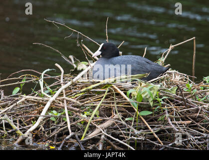 Eurasische Blässhuhn (Fulica Atra), weibliche sitzen auf Nest, Emsland, Niedersachsen, Deutschland Stockfoto