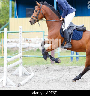 Bucht Pferd mit Reiter springen über die Hürde auf Springturnier Stockfoto