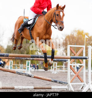 Sauerampfer Pferd mit Reiter Mann springt über Hindernis auf Show Jumping contest Stockfoto