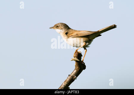 Gemeinsame Whitethroat (Sylvia Communis) auf Ast, Emsland, Niedersachsen, Deutschland Stockfoto