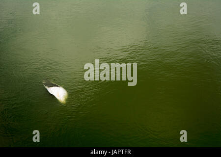 Fisch tot auf dem Fluss. Verschmutzung der Umwelt. Die Auswirkungen von toxischen in der aquatischen Umwelt. Stockfoto