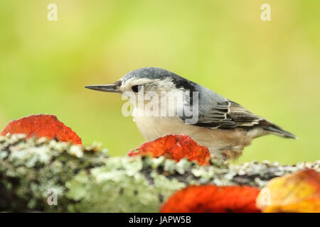 Eine White-breasted Kleiber Anhalten unter Herbstlaub im North Woods. Stockfoto