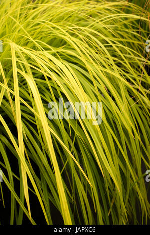 Ziergras ' Carex Oshimensis 'Everillo' Stockfoto