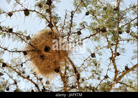 Pfeifender Dorn Akazie (Acacia Drepanolobium) hautnah mit Wevers Birdnest, typisch für die westlichen Korridor und Grumeti Fluss, Serengeti, Tansania. Stockfoto