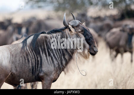 Gnus (Connochaetes Taurinus) stehend mit Schlinge von Wilderei um seinen Hals, Serengeti Nationalpark, Tansania Stockfoto