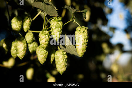 Hopfen-Pflanzen wachsen in der Sommersonne Stockfoto