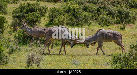 Ein paar Kudus Bullen kämpfen im südlichen afrikanischen Savanne Stockfoto