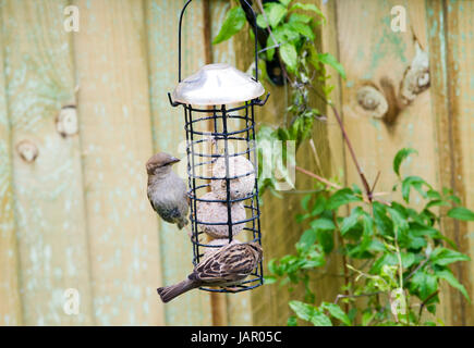 Haussperling Passer Domesticus in britischen Garten hinter dem Haus auf ein Futterhäuschen für Vögel Stockfoto