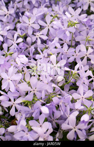 Phlox Divaricata "Wolken von Parfüm" Stockfoto