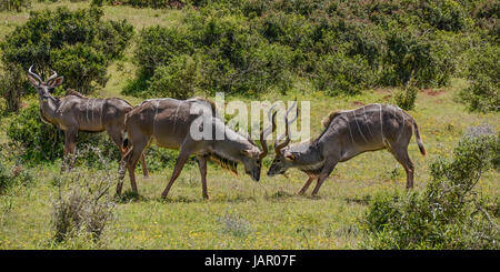 Ein paar Kudus Bullen kämpfen im südlichen afrikanischen Savanne Stockfoto