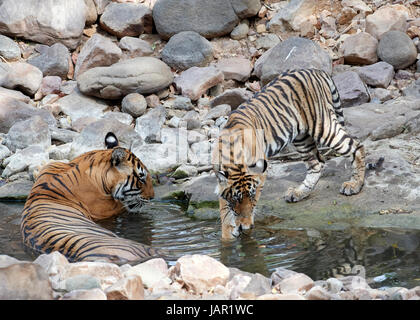 Mutter / Tigerin mit jungen in einem Bach abkühlen und freundlich / spielen, kämpfen Stockfoto