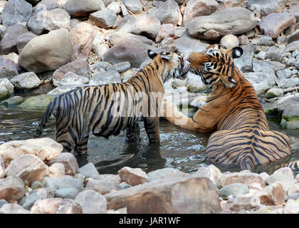 Mutter / Tigerin und Cub in einem Bach abkühlen und sein freundliches lecken ihr junges Stockfoto