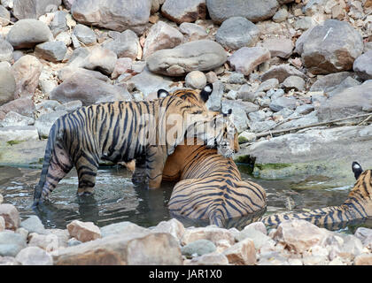 Mutter / Tigerin mit jungen in einem Bach abkühlen und freundlich / spielen, kämpfen Stockfoto