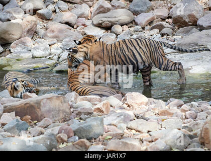 Mutter / Tigerin mit jungen in einem Bach abkühlen und freundlich / spielen, kämpfen Stockfoto