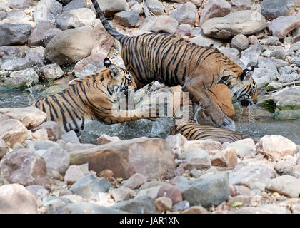 Mutter / Tigerin und Jungtiere in einem Bach abkühlen und aggressive Kämpfe Stockfoto