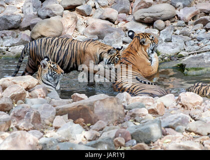 Mutter / Tigerin mit jungen in einem Bach abkühlen und freundlich / spielen, kämpfen Stockfoto