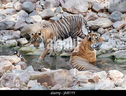 Mutter / Tigerin mit jungen in einem Bach abkühlen und freundlich / spielen, kämpfen Stockfoto