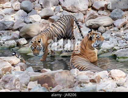 Mutter / Tigerin mit jungen in einem Bach abkühlen und freundlich / spielen, kämpfen Stockfoto