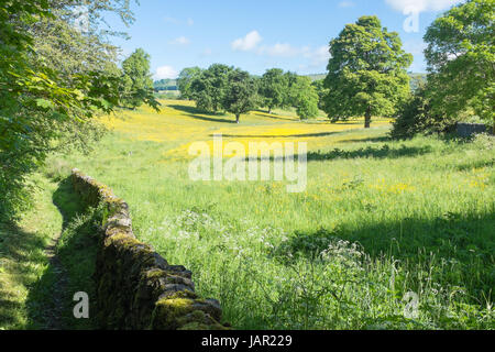 Felder voller Butterblumen nahe Dorf der großen Longstone in Derbyshire Peak District Stockfoto